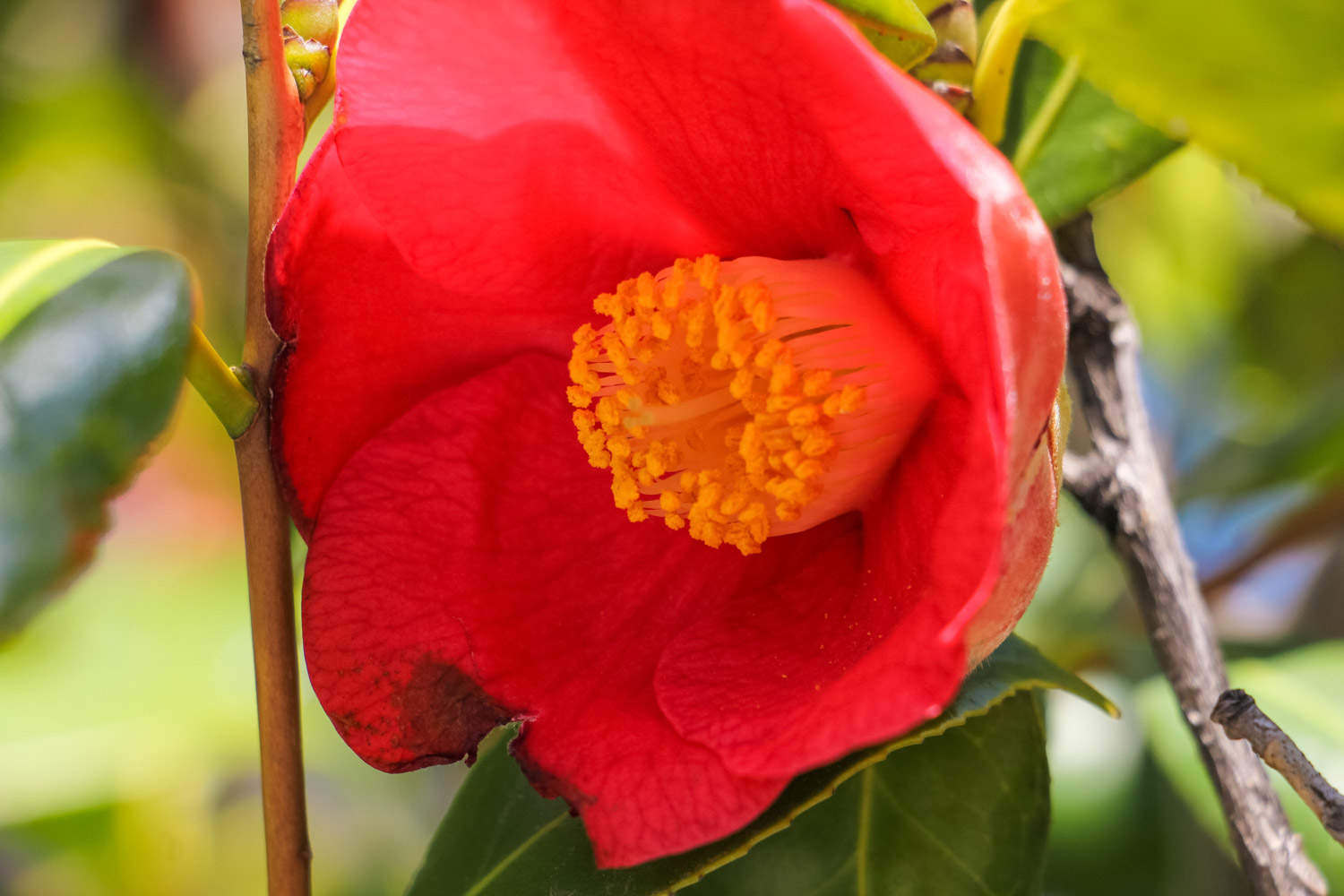 茶花 茶花