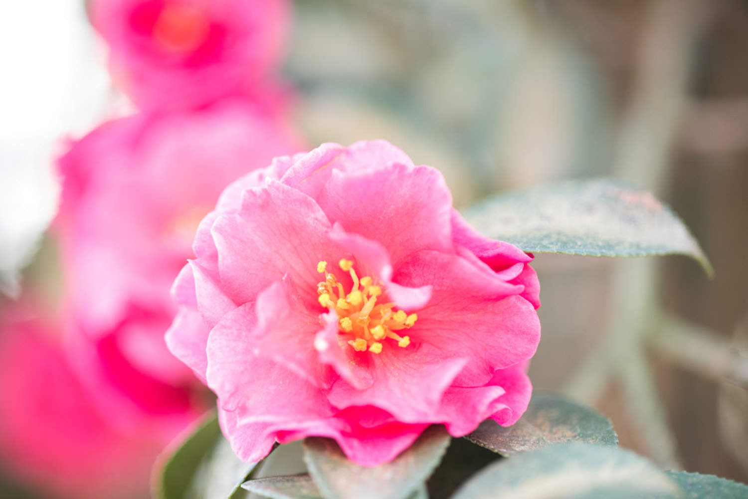 茶花 茶花