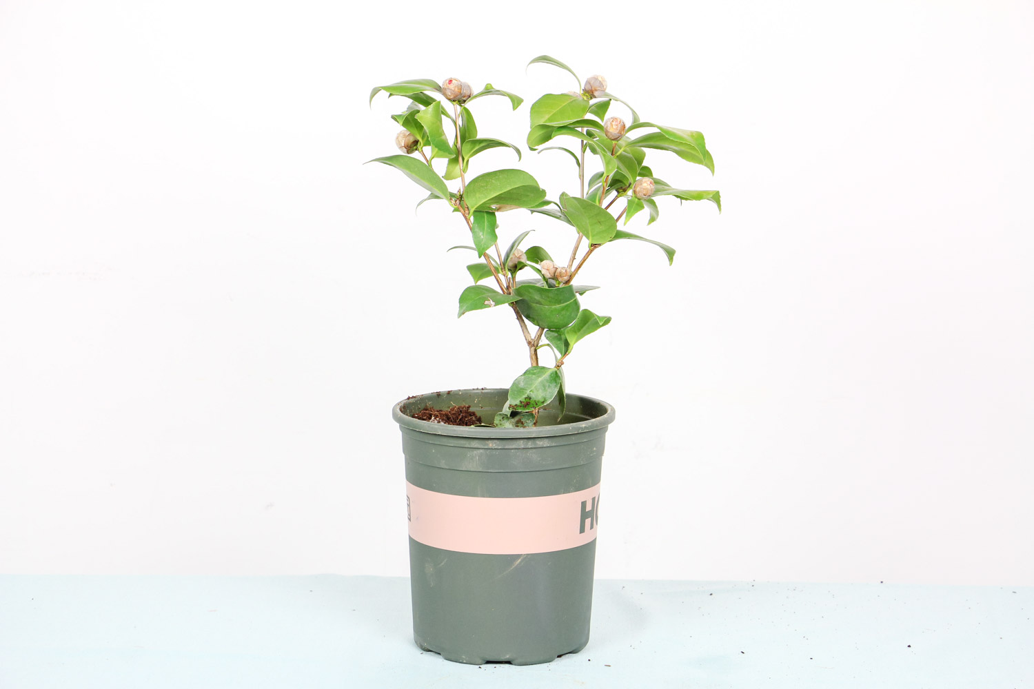 茶花 茶花