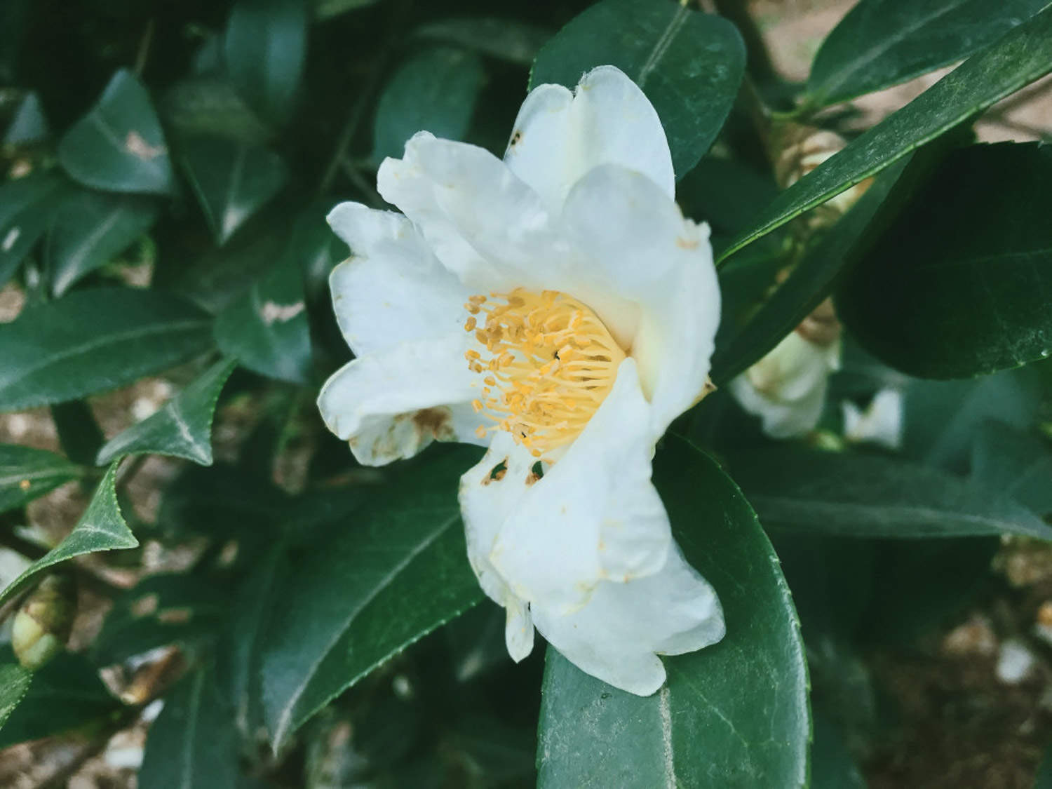 茶花 茶花