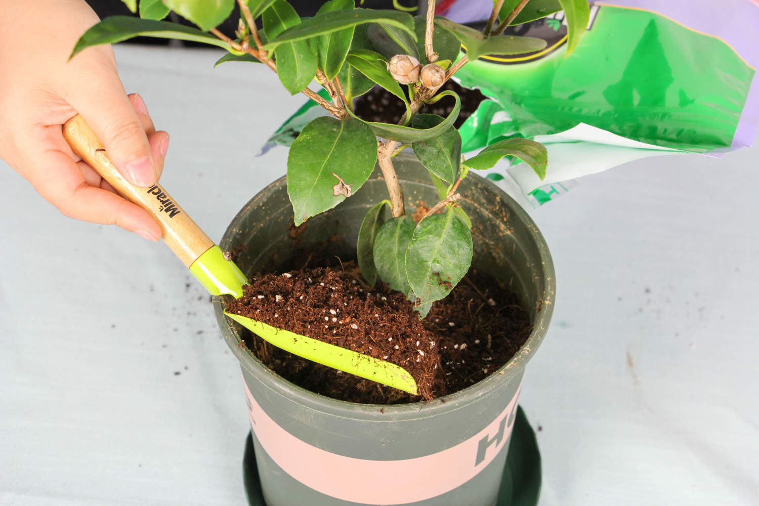 茶花 茶花