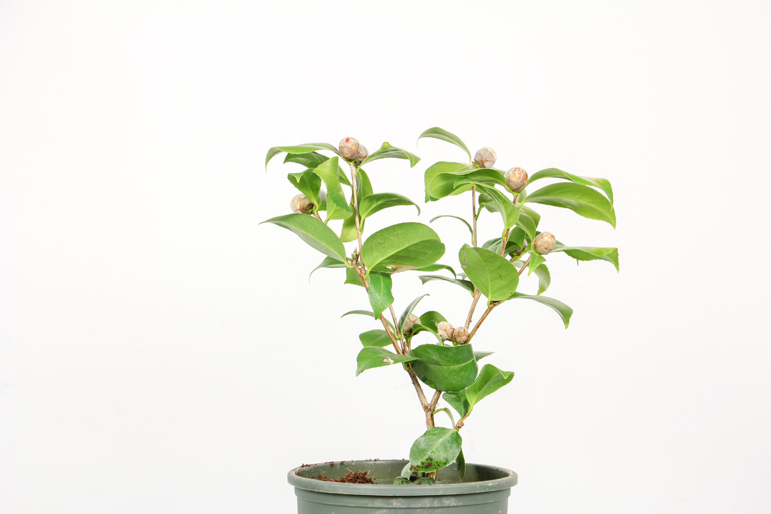 茶花 茶花
