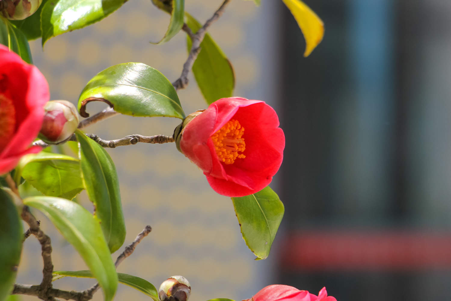 茶花 茶花