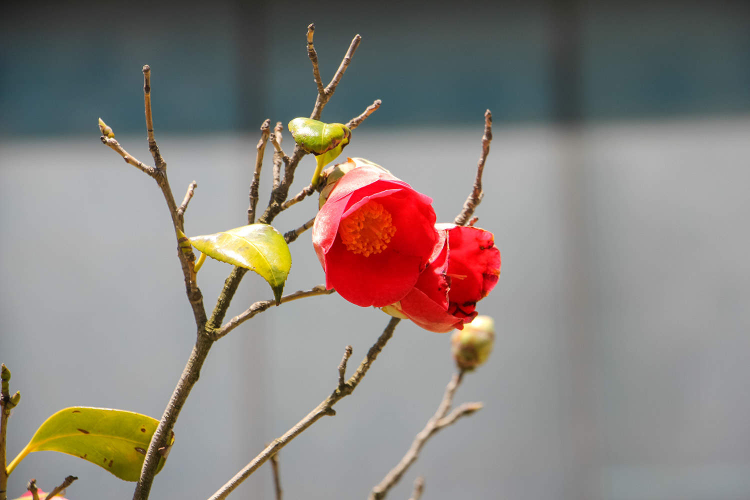 茶花 茶花