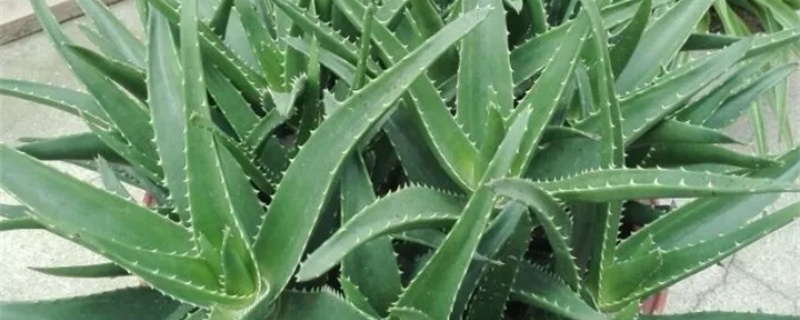 芦荟怎么分枝移盆，用深盆还是浅盆栽