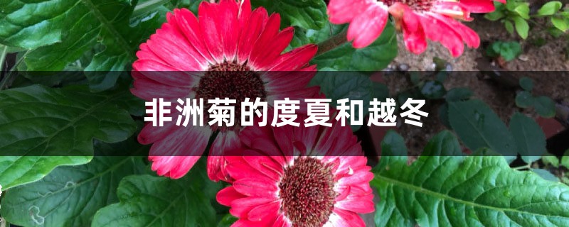 非洲菊的度夏和越冬