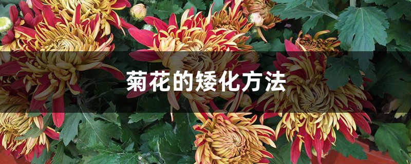 菊花的矮化方法