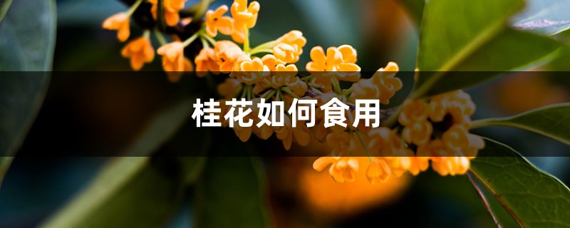 桂花如何食用，桂花的吃法和功效