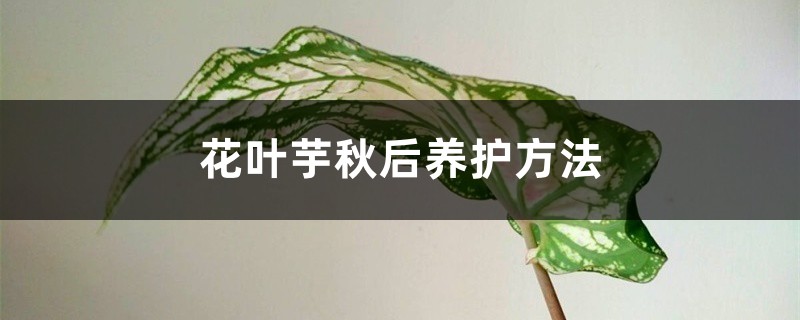 花叶芋秋后养护方法