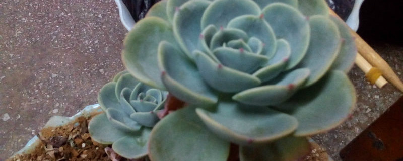 芙蓉雪莲多肉怎么养殖，怎么繁殖