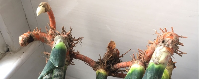 虎皮兰的根烂了怎么办，怎么预防烂根