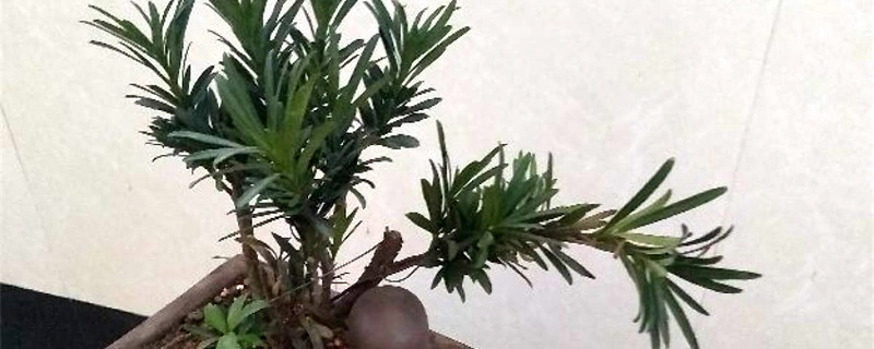 罗汉松怎么做造型，怎么修剪