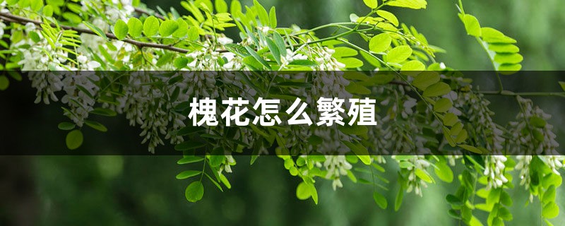 槐花怎么繁殖