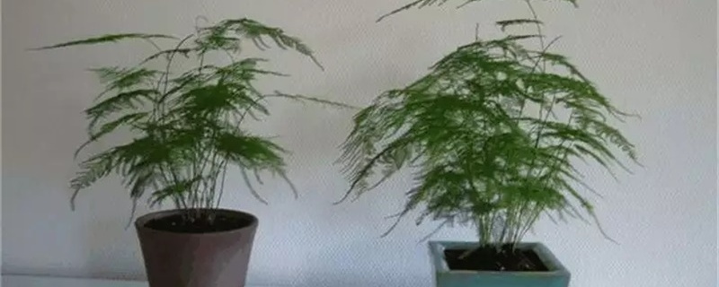 文竹的种子怎么播种，什么时候播种