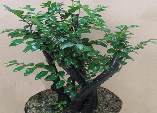 小叶紫檀3