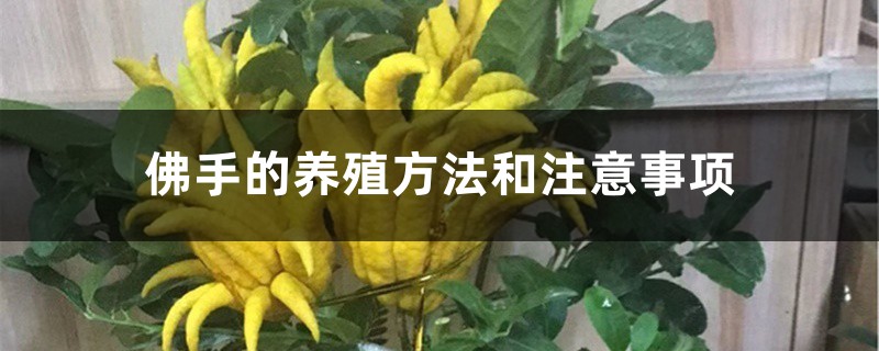 佛手的养殖方法和注意事项