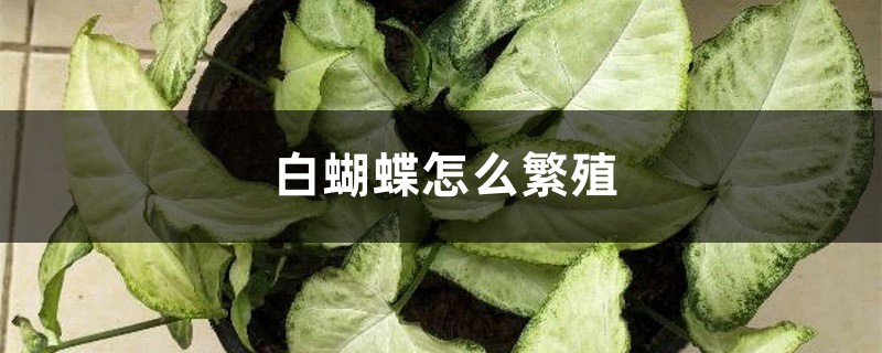 白蝴蝶怎么繁殖