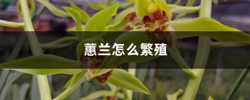 蕙兰怎么繁殖