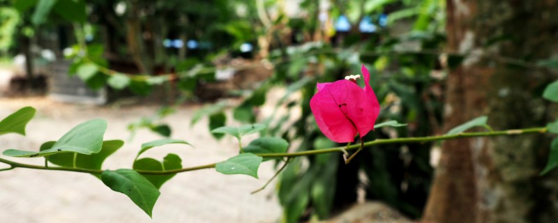 三角梅开花能浇水吗，开花后怎样养护