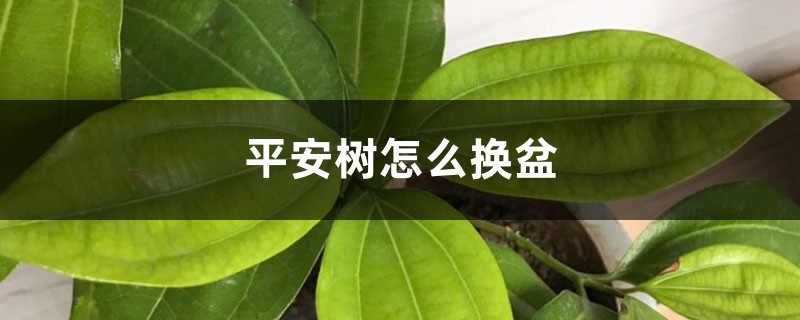 平安树怎么换盆