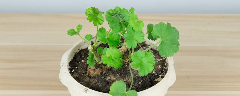 天竺葵用什么土种植好，怎么种植