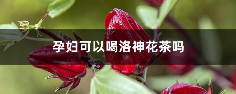 洛神花茶功效，孕妇可以喝吗