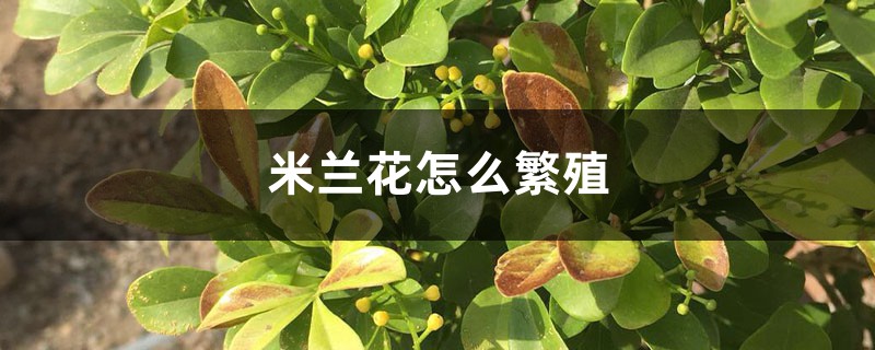 米兰花怎么繁殖