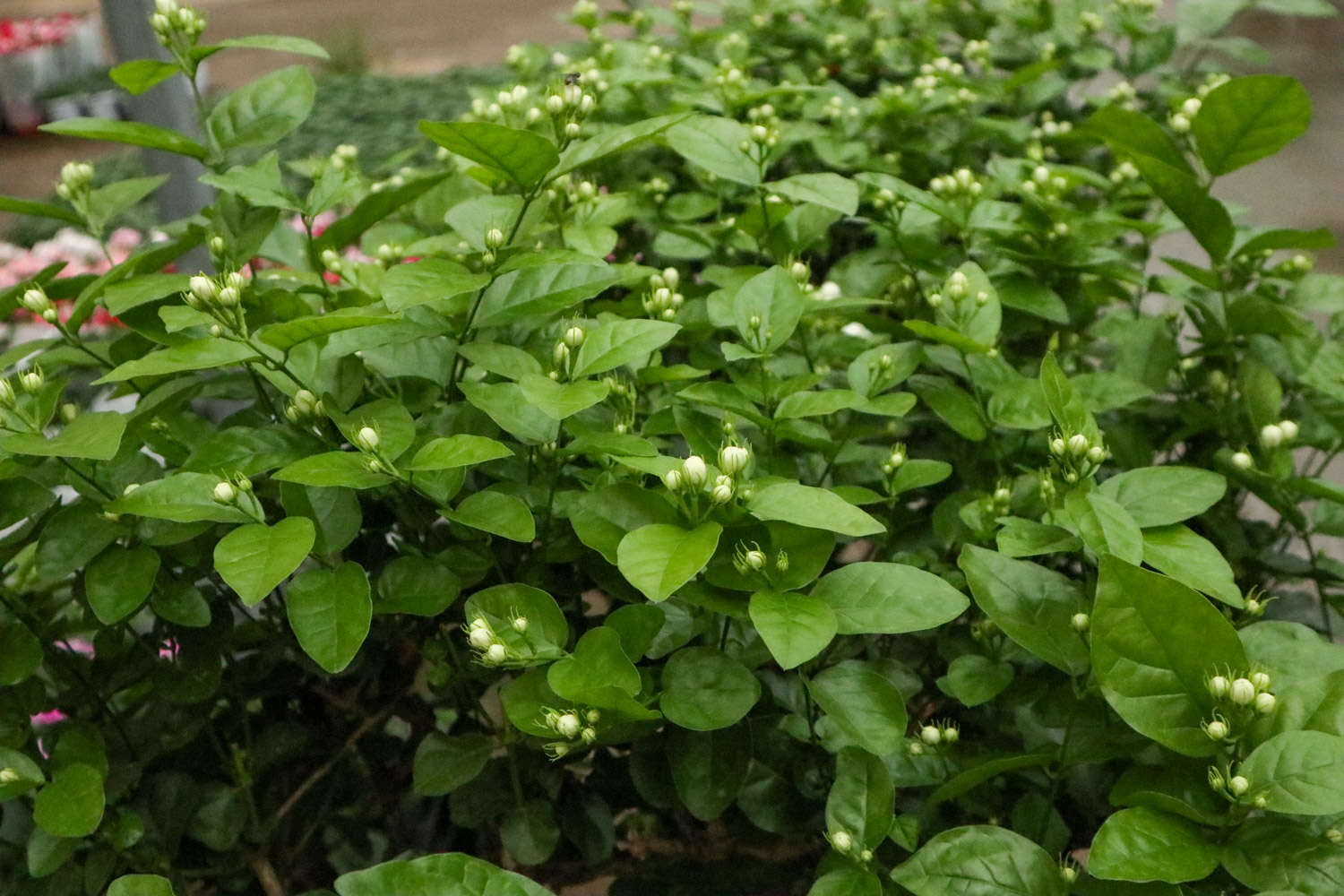 茉莉 茉莉