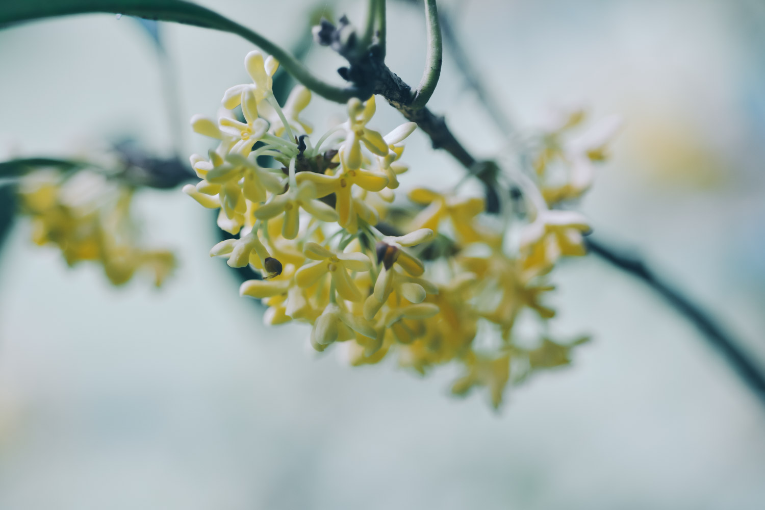 桂花 桂花
