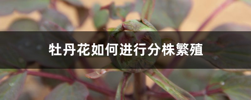 牡丹花如何进行分株繁殖