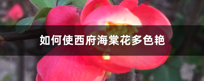 如何使西府海棠花多色艳