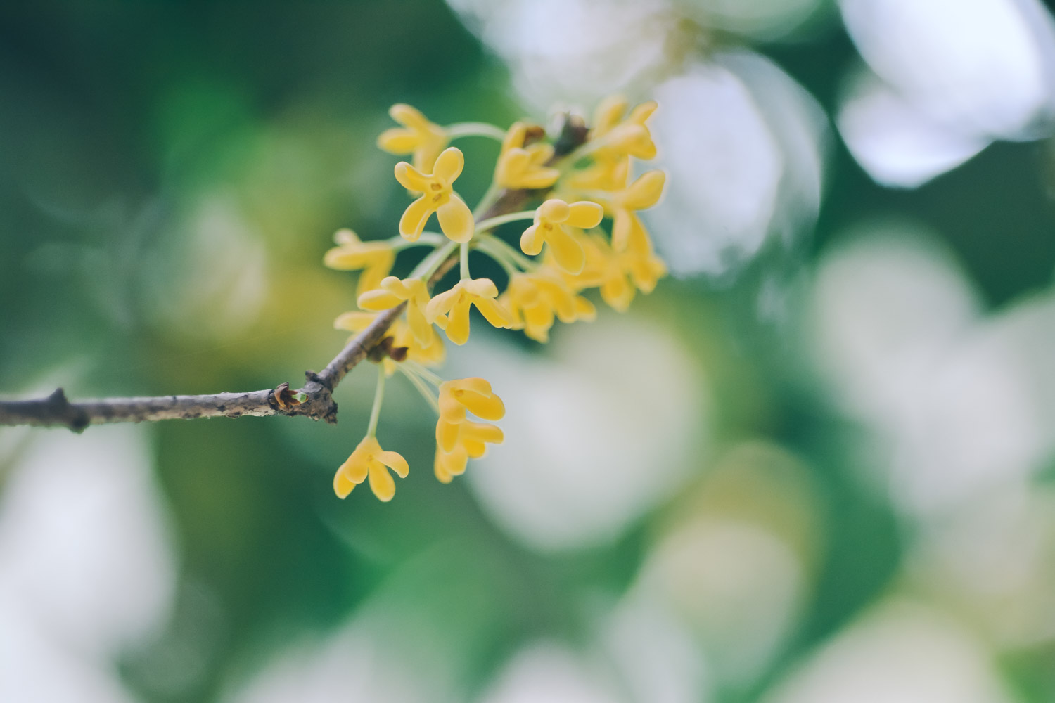 桂花 桂花