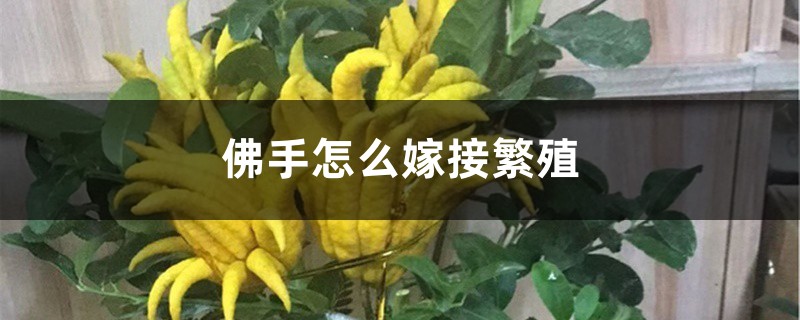 佛手怎么嫁接繁殖