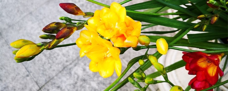香雪兰怎么养护，开完花后怎么处理