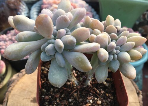 冬美人2(2)