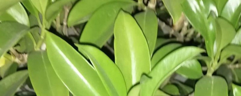 平安树叶子发黑是什么原因，叶子发黑怎么办
