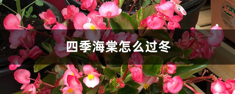 四季海棠怎么过冬