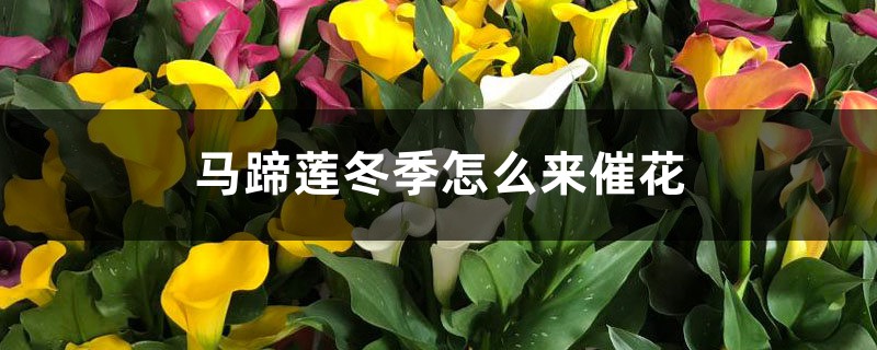 马蹄莲冬季怎么来催花