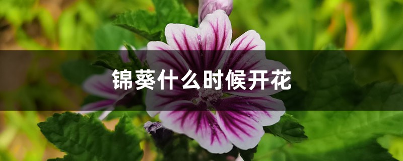 锦葵什么时候开花