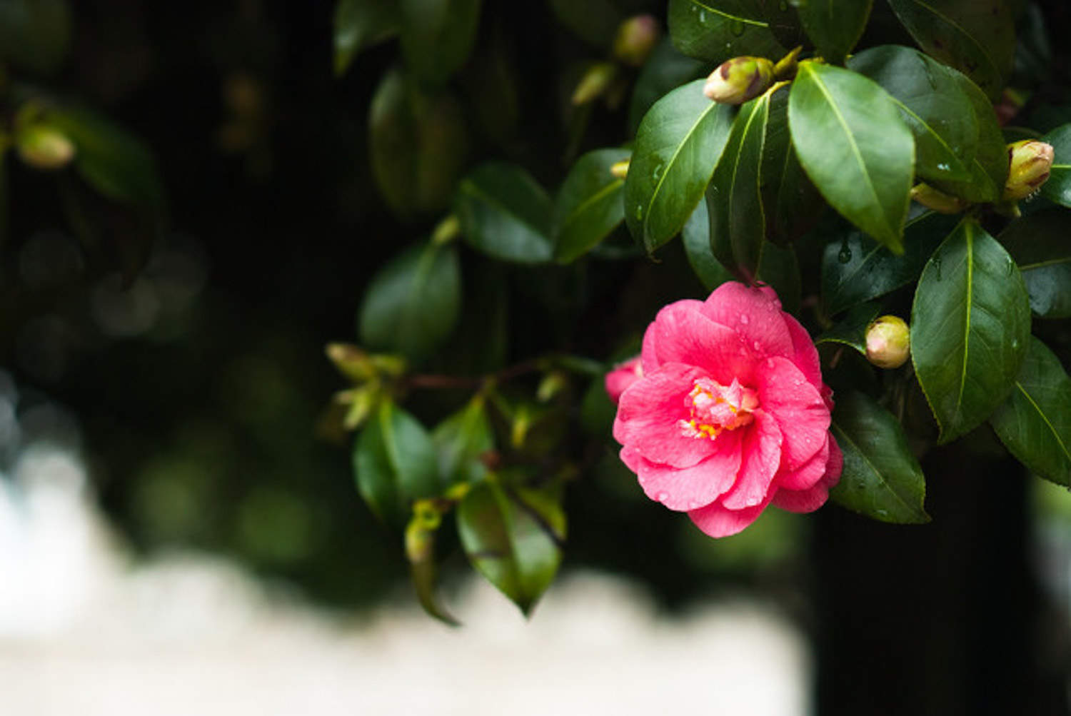 茶花 茶花