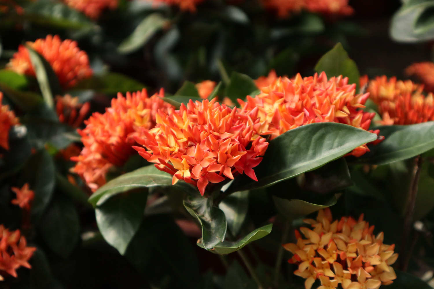 龙船花 龙船花