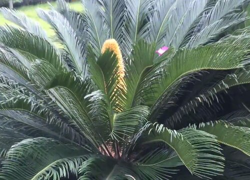 铁树花3