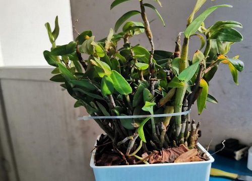 铁皮石斛10