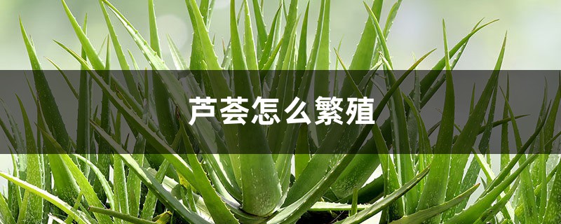 芦荟怎么繁殖