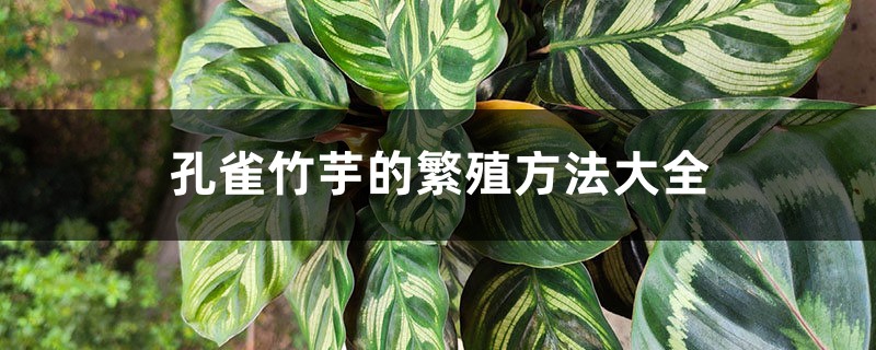 孔雀竹芋的繁殖方法大全