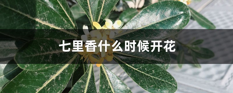 七里香什么时候开花