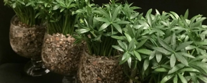 罗汉松种子什么时候播种，怎么播种