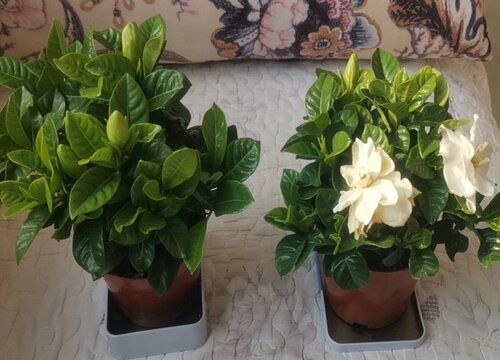 栀子花2