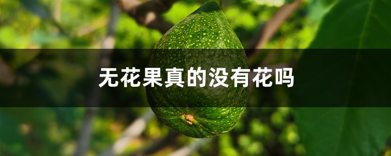 无花果真的没有花吗