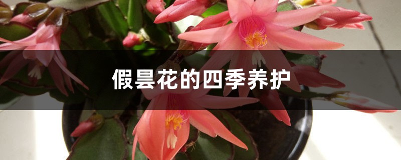 假昙花的四季养护